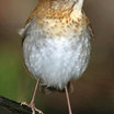 Veery